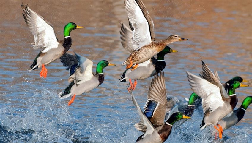 Nei piccoli laghi e negli stagni puoi incontrare il Germano Reale Nei piccoli laghi e negli stagni puoi incontrare il Germano Reale